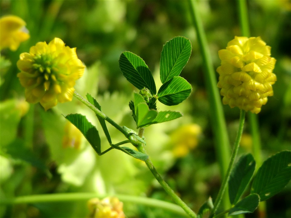 Feld-Klee (Trifolium campestre) in den Horststückern im Landschaftsschutzgebiet Hockenheimer Rheinbogen