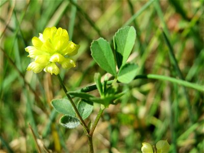 Feld-Klee (Trifolium campestre) bei Neulußheim