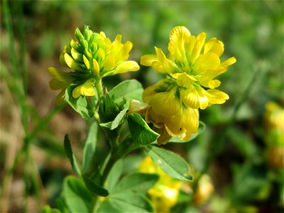 Feld-Klee (Trifolium campestre) am Schalkenmehrener Maar