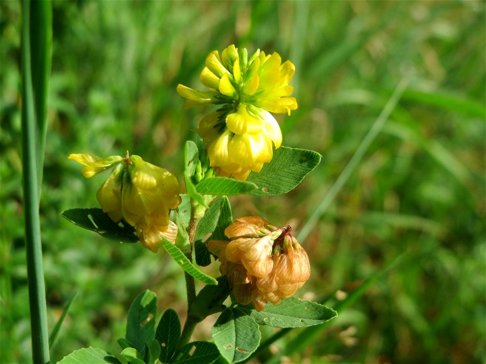 Feld-Klee (Trifolium campestre) am Schalkenmehrener Maar