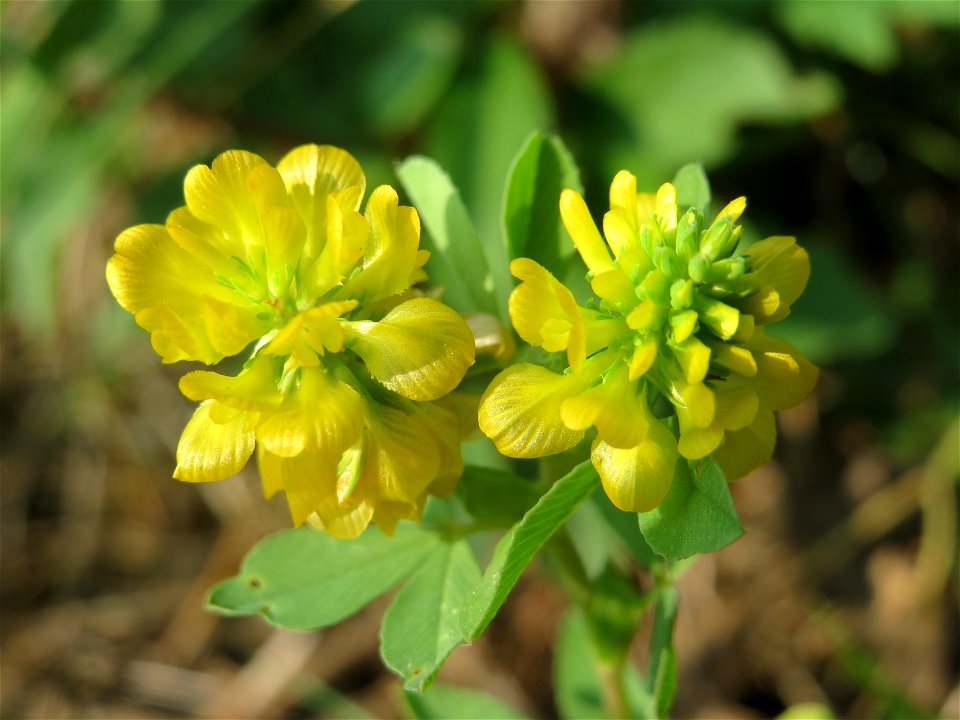 Feld-Klee (Trifolium campestre) am Schalkenmehrener Maar