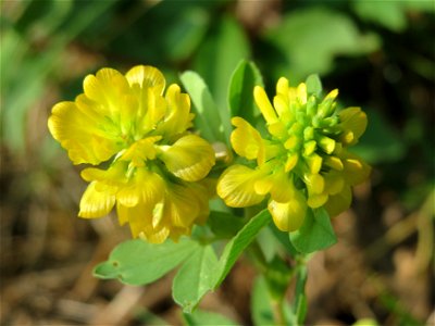 Feld-Klee (Trifolium campestre) am Schalkenmehrener Maar