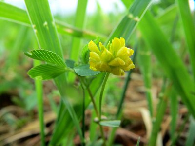 Feld-Klee (Trifolium campestre) im Landschaftsschutzgebiet Rheinhessisches Rheingebiet bei Worms