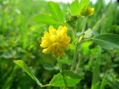 Feld-Klee (Trifolium campestre) im Landschaftsschutzgebiet Rheinhessisches Rheingebiet bei Worms