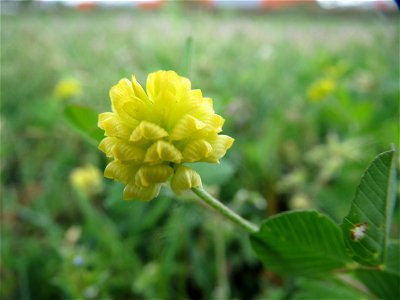 Feld-Klee (Trifolium campestre) in Hockenheim-Talhaus