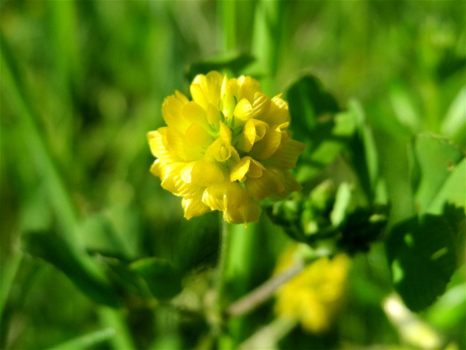 Feld-Klee (Trifolium campestre) in Hockenheim