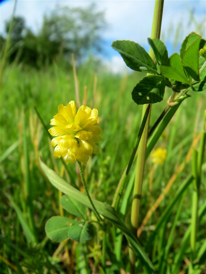 Feld-Klee (Trifolium campestre) in Hockenheim