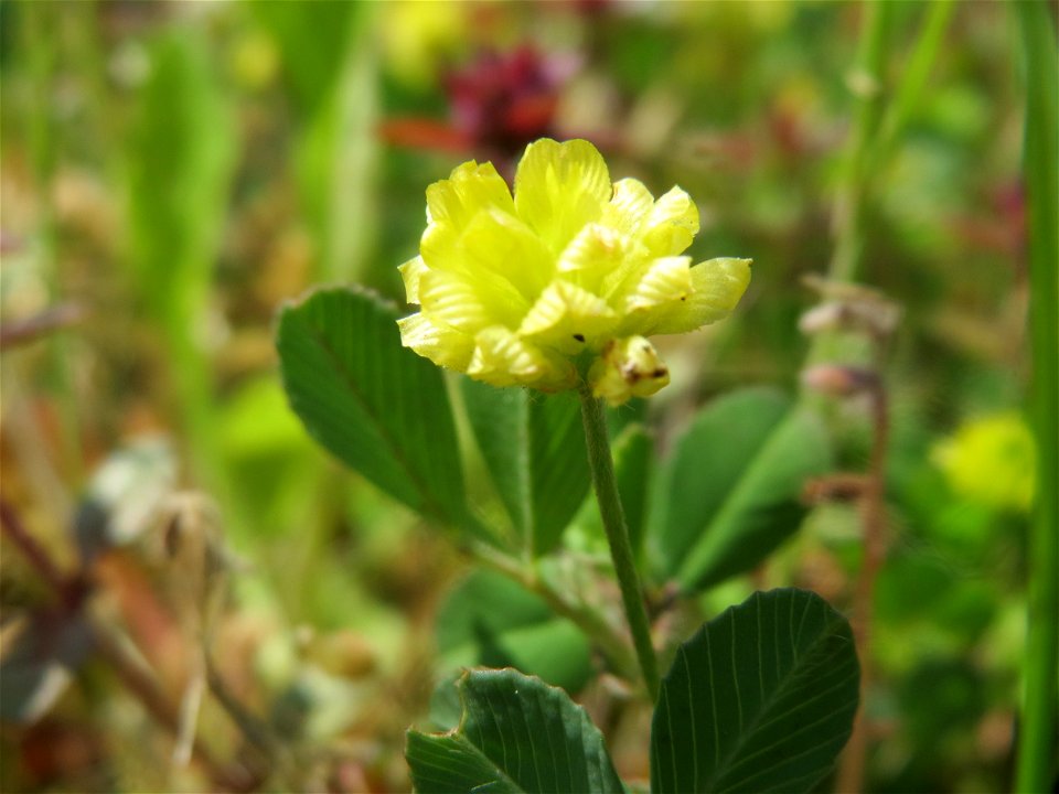 Feld-Klee (Trifolium campestre) an der Saar in Saarbrücken