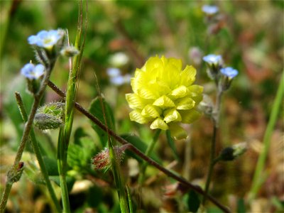 Feld-Klee (Trifolium campestre) an der Saar in Saarbrücken