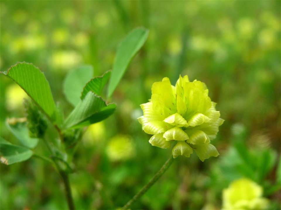 Feld-Klee (Trifolium campestre) an der A620 in Saarbrücken