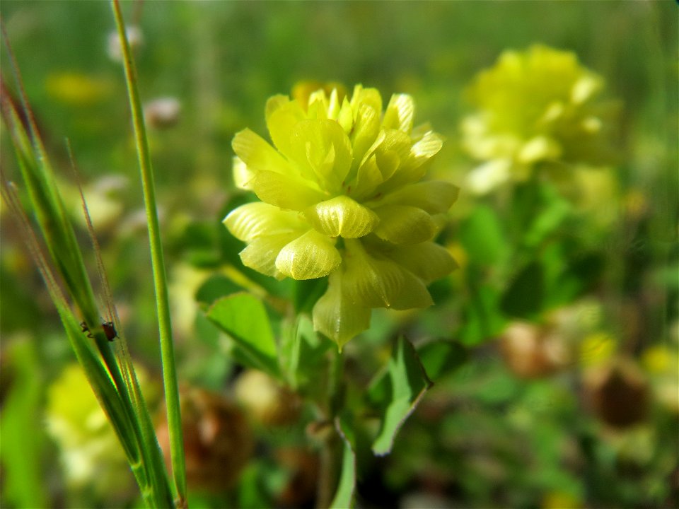 Feld-Klee (Trifolium campestre) in Bruchmühlbach-Miesau