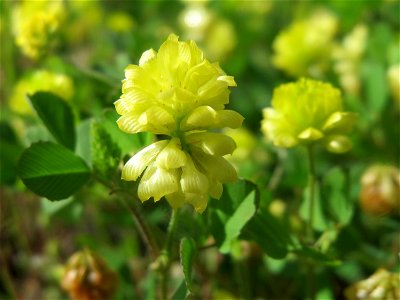 Feld-Klee (Trifolium campestre) in Bruchmühlbach-Miesau