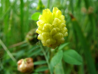 Feld-Klee (Trifolium campestre) im Landesgartenschaupark Hockenheim