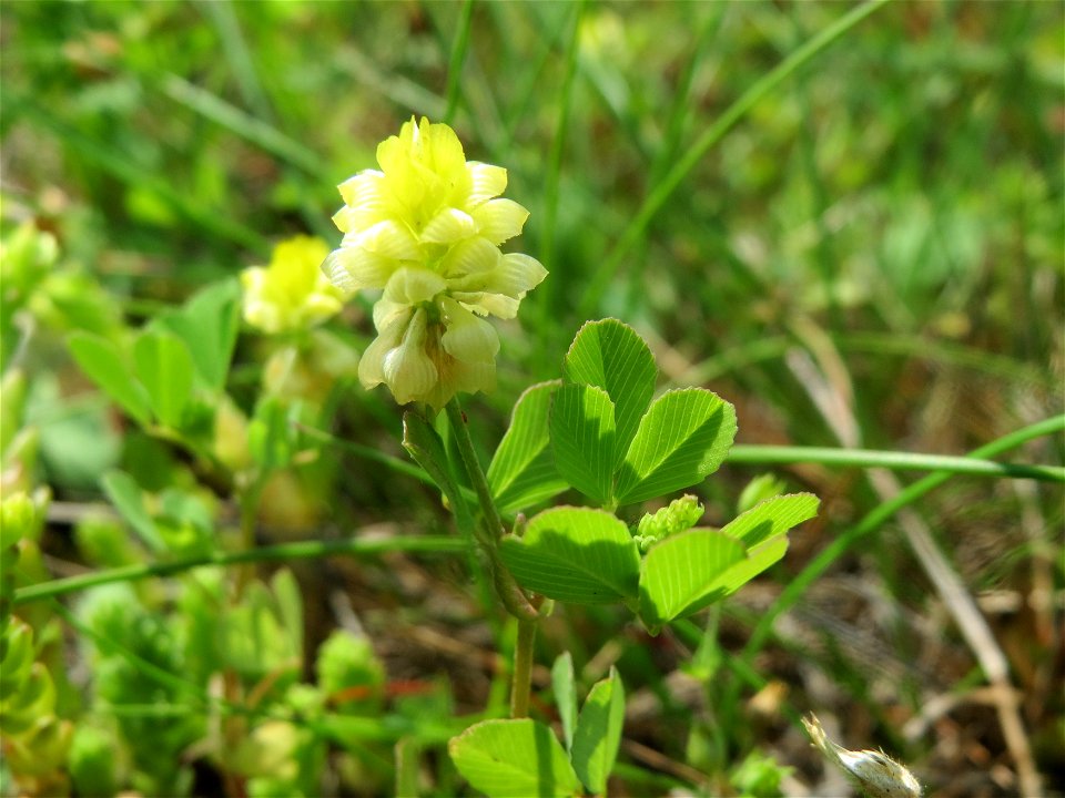 Feld-Klee (Trifolium campestre) im Schwetzinger Hardt - an der Bahnstrecke Mannheim-Karlsruhe findet sich ein kleines Sandmagerrasen-Biotop mit typischer Binnendünen-Vegetation