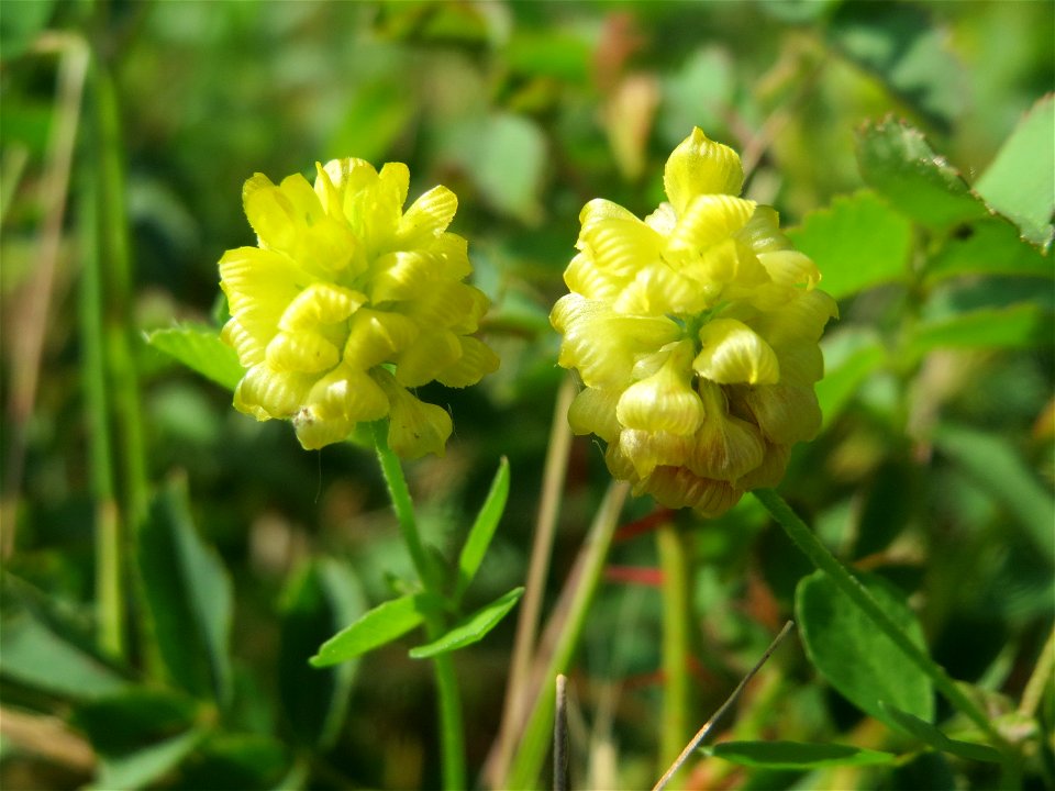 Feld-Klee (Trifolium campestre) im Landschaftsschutzgebiet Hockenheimer Rheinbogen