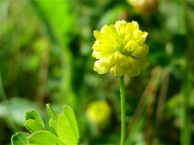 Feld-Klee (Trifolium campestre) im Landschaftsschutzgebiet Hockenheimer Rheinbogen