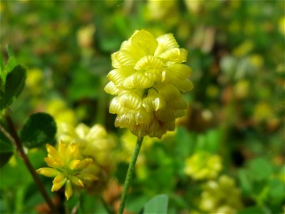 Feld-Klee (Trifolium campestre) am Osthafen in Saarbrücken