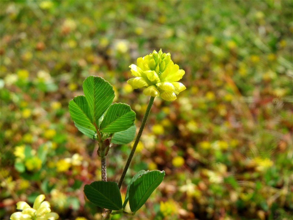 Feld-Klee (Trifolium campestre) am Osthafen in Saarbrücken