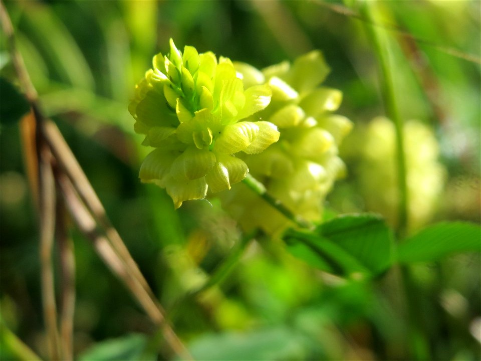 Feld-Klee (Trifolium campestre) in Hockenheim