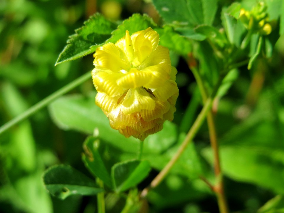 Feld-Klee (Trifolium campestre) in Hockenheim