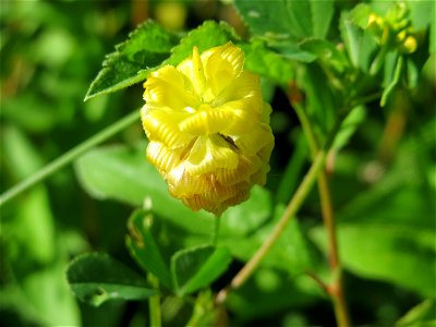 Feld-Klee (Trifolium campestre) in Hockenheim