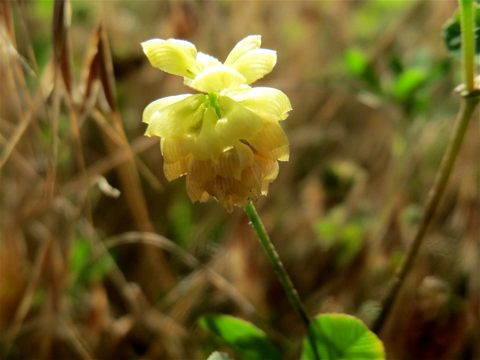 Feld-Klee (Trifolium campestre) in Hockenheim