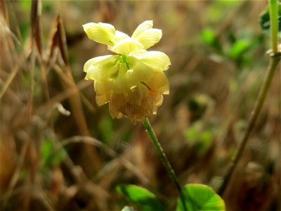 Feld-Klee (Trifolium campestre) in Hockenheim