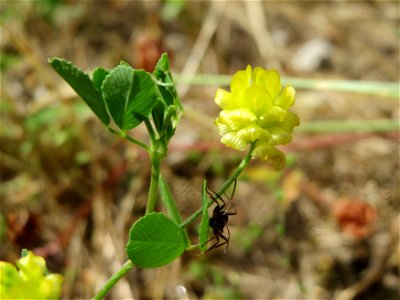 Feld-Klee (Trifolium campestre) in Hockenheim