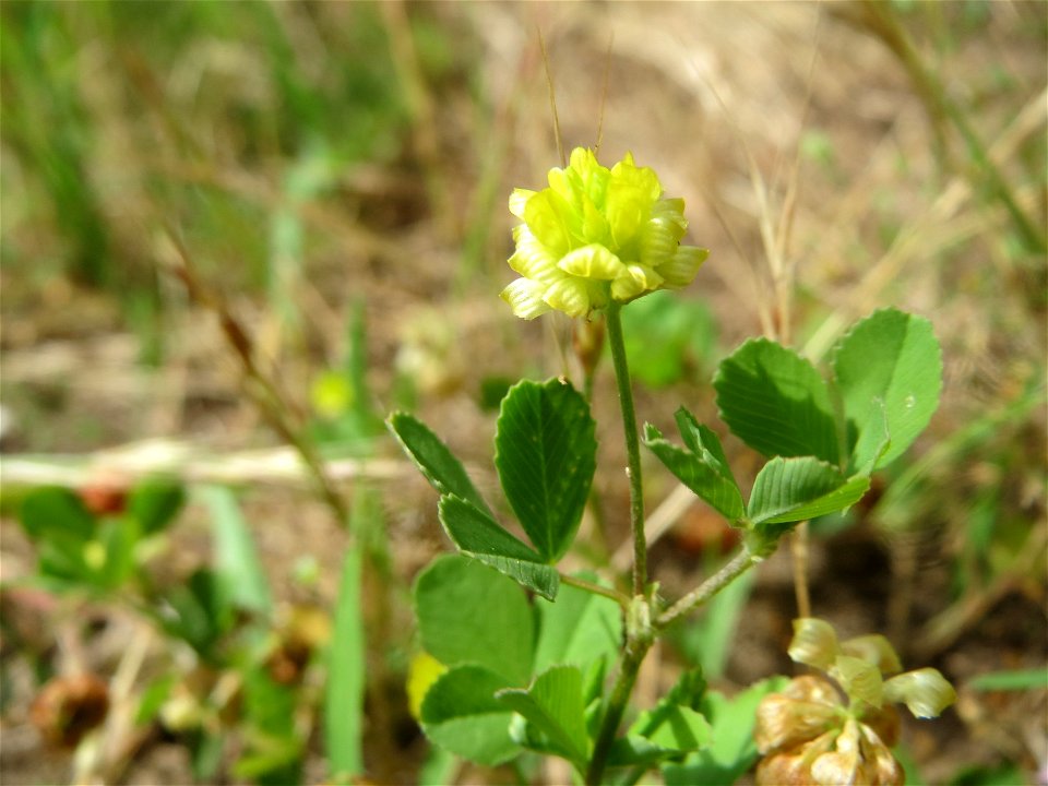 Feld-Klee (Trifolium campestre) in Hockenheim