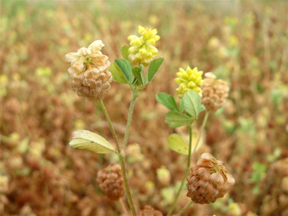 Feld-Klee (Trifolium campestre) am Osthafen Saarbrücken - auf einem Sand-Trockenrasen oberhalb des Osthafens finden sich einige standorttypische Pflanzen