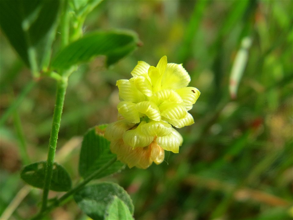 Feld-Klee (Trifolium campestre) im Schwetzinger Hardt - an der Bahnstrecke Mannheim-Karlsruhe findet sich ein kleines Sandmagerrasen-Biotop mit typischer Binnendünen-Vegetation