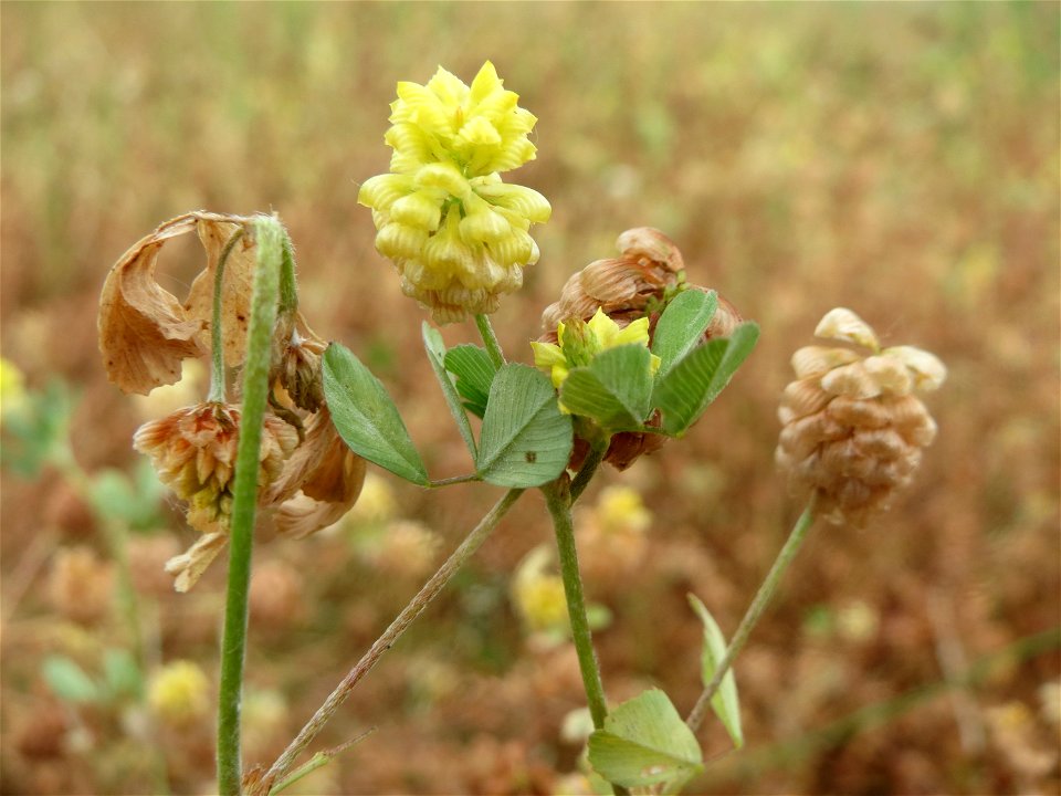 Feld-Klee (Trifolium campestre) am Osthafen Saarbrücken - auf einem Sand-Trockenrasen oberhalb des Osthafens finden sich einige standorttypische Pflanzen