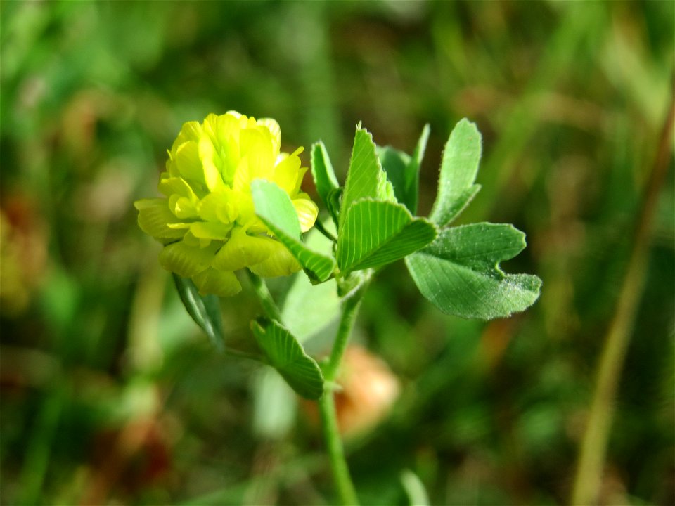 Feld-Klee (Trifolium campestre) im Schwetzinger Hardt - an der Bahnstrecke Mannheim-Karlsruhe findet sich ein kleines Sandmagerrasen-Biotop mit typischer Binnendünen-Vegetation