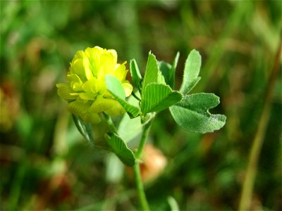Feld-Klee (Trifolium campestre) im Schwetzinger Hardt - an der Bahnstrecke Mannheim-Karlsruhe findet sich ein kleines Sandmagerrasen-Biotop mit typischer Binnendünen-Vegetation