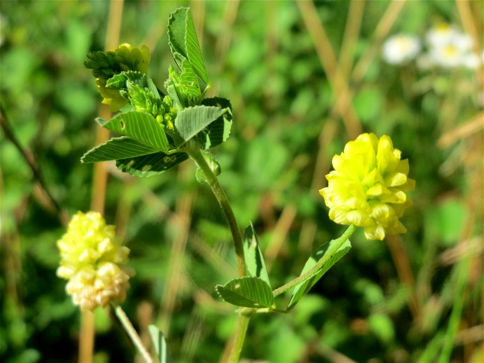 Feld-Klee (Trifolium campestre) am Reilinger See