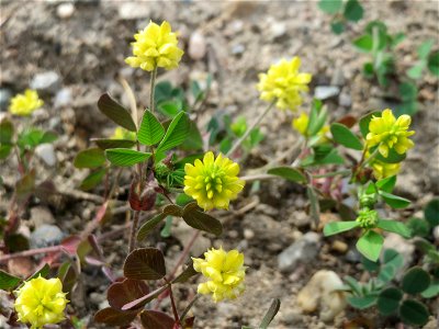 Feld-Klee (Trifolium campestre) auf einer Brachfläche am Messplatz in Hockenheim