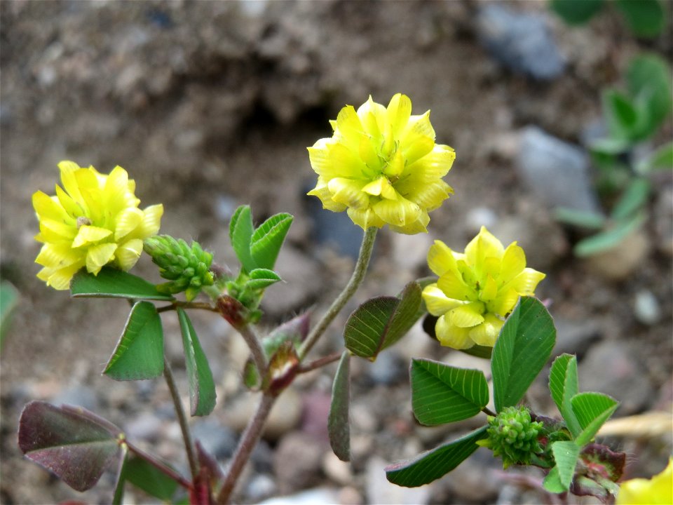 Feld-Klee (Trifolium campestre) auf einer Brachfläche am Messplatz in Hockenheim