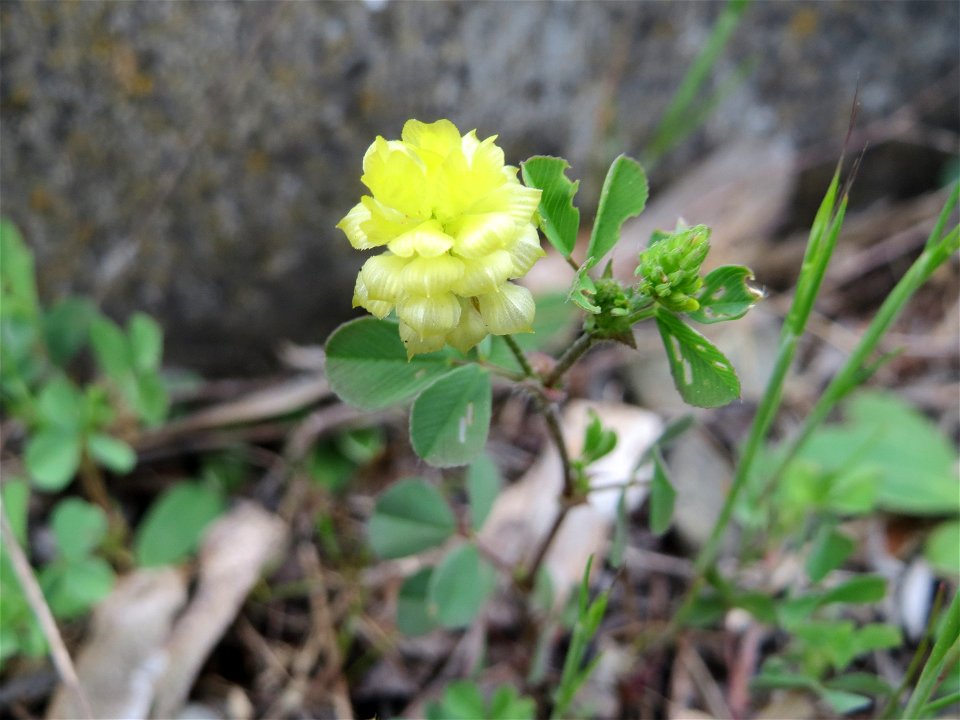 Feld-Klee (Trifolium campestre) am Bahnhof Bruchmühlbach-Miesau