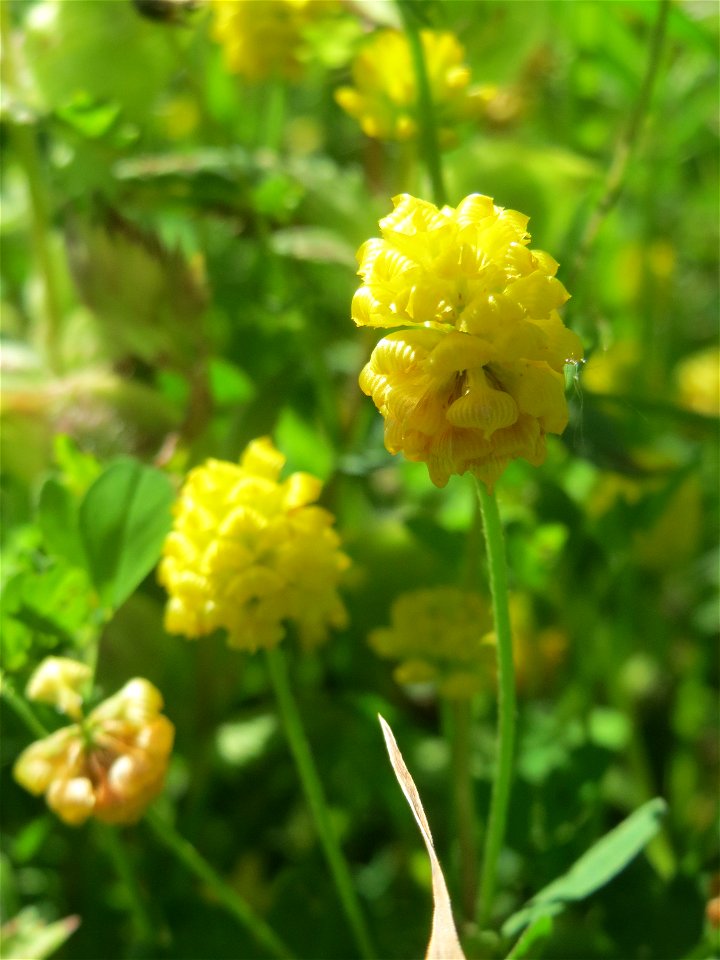 Feld-Klee (Trifolium campestre) in den Horststückern im Landschaftsschutzgebiet „Hockenheimer Rheinbogen“