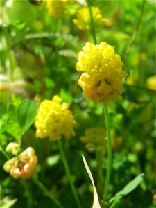 Feld-Klee (Trifolium campestre) in den Horststückern im Landschaftsschutzgebiet „Hockenheimer Rheinbogen“