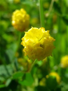 Feld-Klee (Trifolium campestre) in den Horststückern im Landschaftsschutzgebiet „Hockenheimer Rheinbogen“
