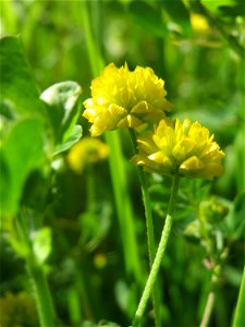 Feld-Klee (Trifolium campestre) in den Horststückern im Landschaftsschutzgebiet „Hockenheimer Rheinbogen“