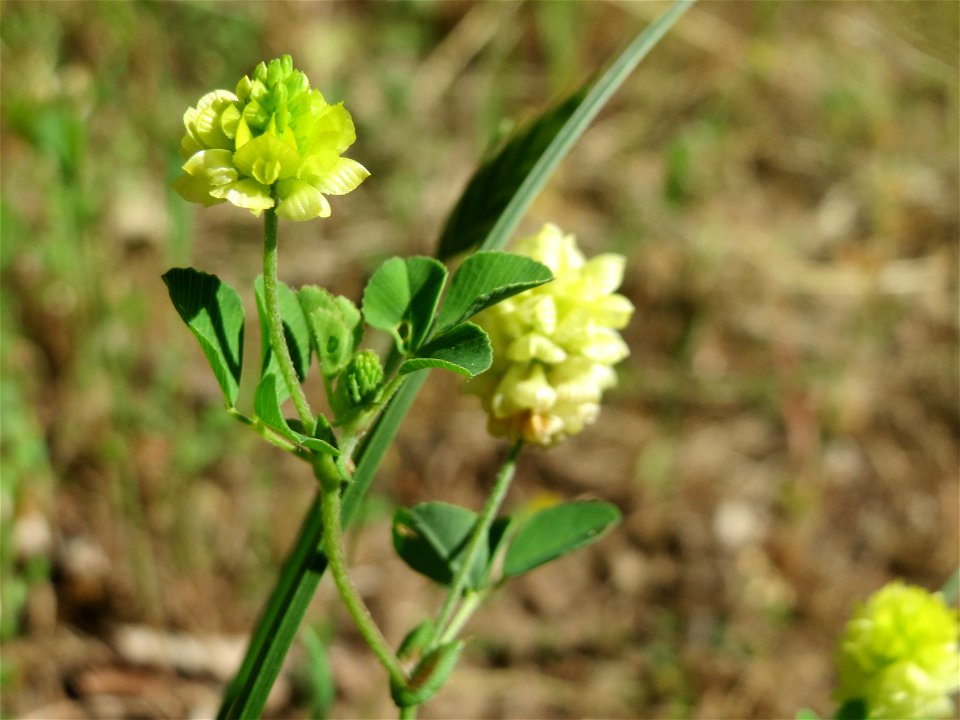 Feld-Klee (Trifolium campestre) an der Saar in Saarbrücken