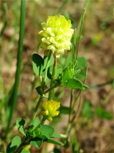 Feld-Klee (Trifolium campestre) an der Saar in Saarbrücken
