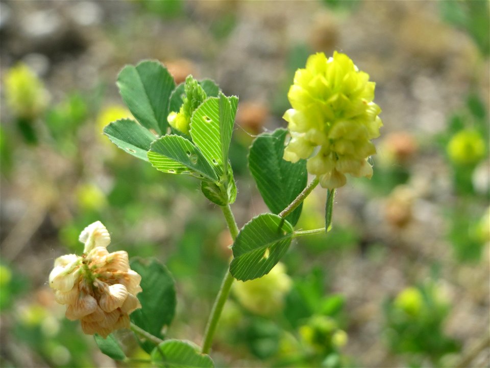 Feld-Klee (Trifolium campestre) auf einer Brachfläche am Messplatz in Hockenheim