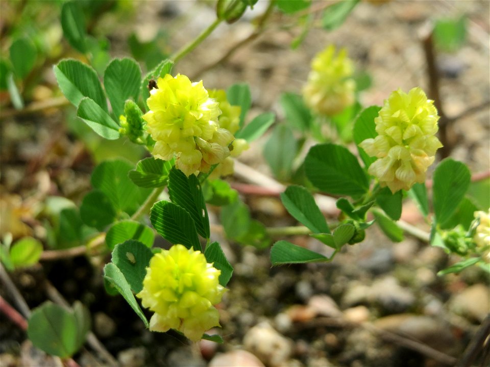 Feld-Klee (Trifolium campestre) auf einer Brachfläche am Messplatz in Hockenheim