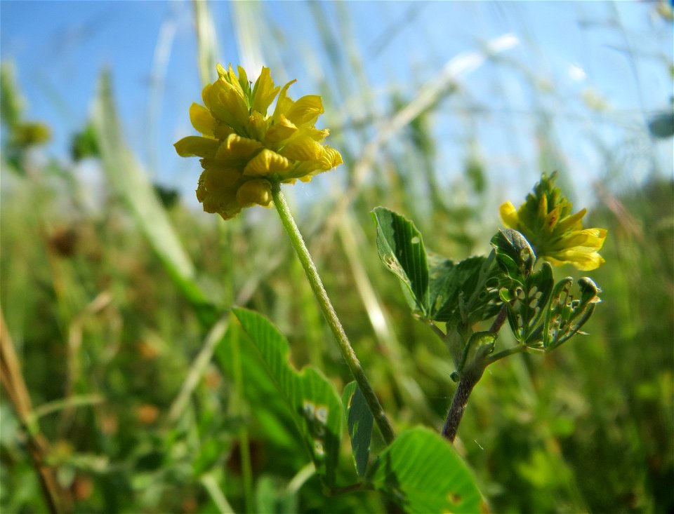 Feld-Klee (Trifolium campestre) auf einer Wiese in den Horststückern im Landschaftsschutzgebiet „Hockenheimer Rheinbogen“