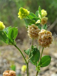 Feld-Klee (Trifolium campestre) auf einer Brachfläche am Messplatz in Hockenheim
