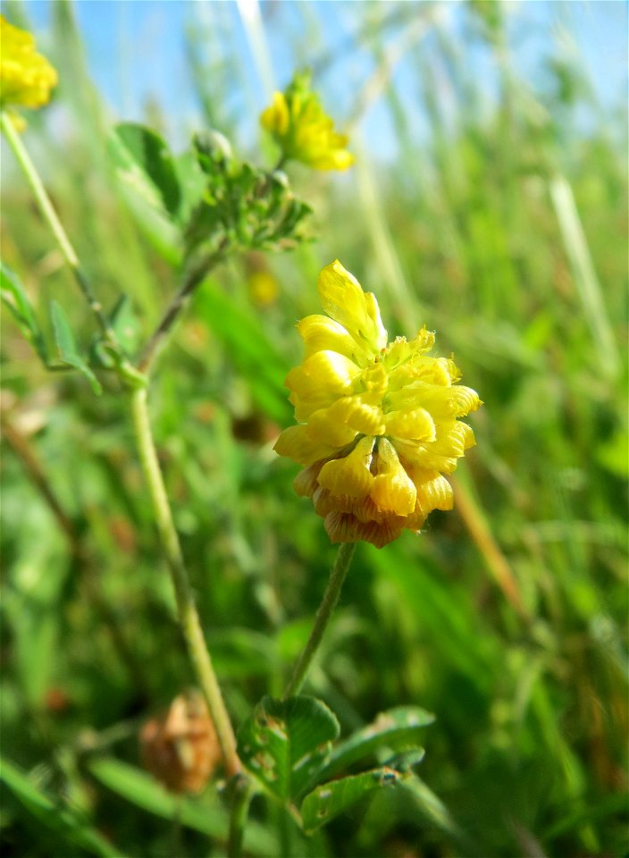 Feld-Klee (Trifolium campestre) auf einer Wiese in den Horststückern im Landschaftsschutzgebiet „Hockenheimer Rheinbogen“