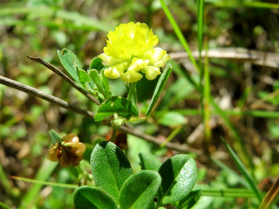 Feld-Klee (Trifolium campestre) in der Schwetzinger Hardt - an der Bahnstrecke Mannheim-Karlsruhe findet sich ein kleines Sandmagerrasen-Biotop mit typischer Binnendünen-Vegetation